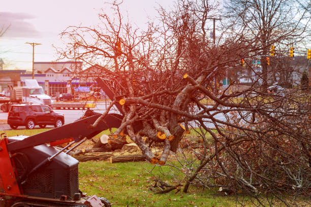 Best Tree and Shrub Care  in Chesterbrook, PA