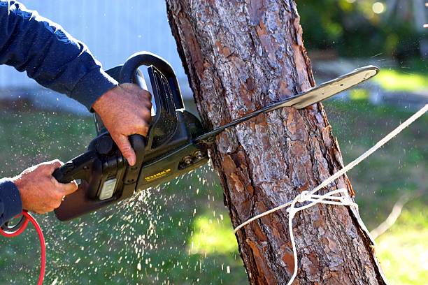 Best Fruit Tree Pruning  in Chesterbrook, PA