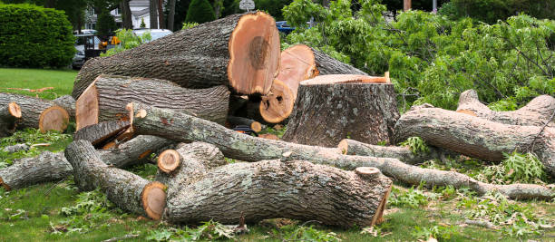 Best Tree Health Inspection  in Chesterbrook, PA