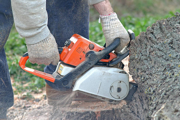 Best Leaf Removal  in Chesterbrook, PA