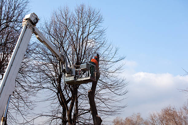 How Our Tree Care Process Works  in  Chesterbrook, PA